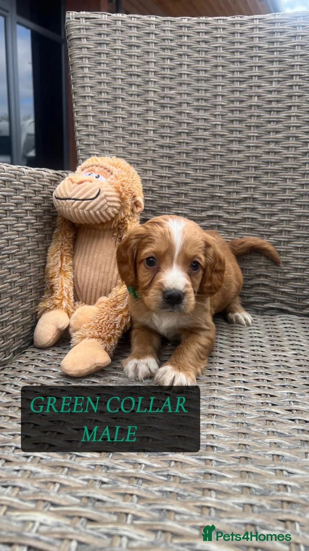 Cocker Spaniel dogs for sale: cocker spaniel  - Advert 1