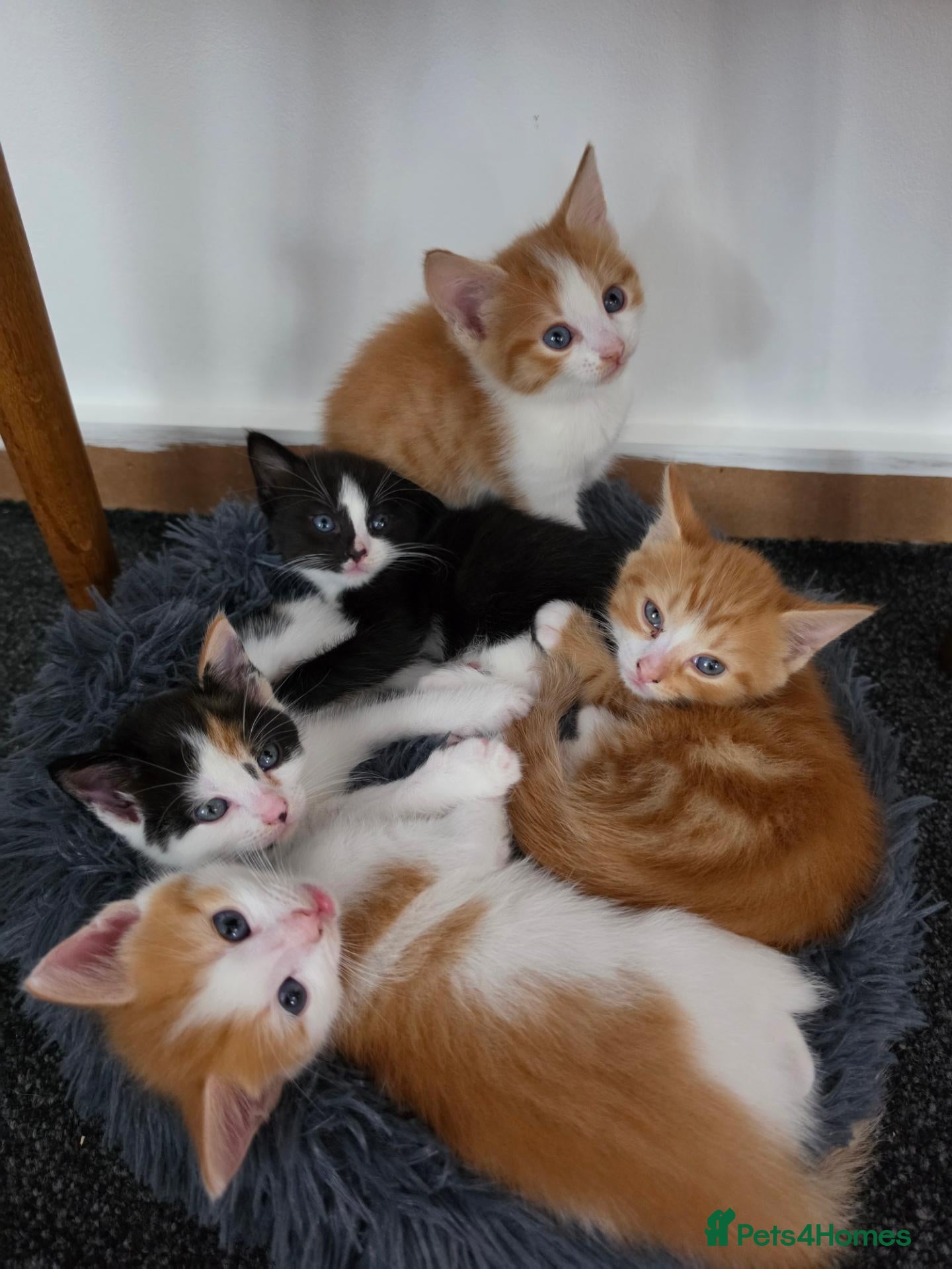 Mixed Breed cats 2 beautiful calico/black kittens - Advert 8