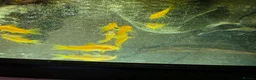 Corys fish for sale: Albino Gold Lazers Corys - Advert 4