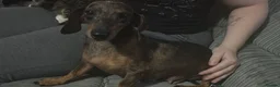 Miniature Dachshund dogs for sale: Beautiful miniature dachshund puppy’s - Advert 5