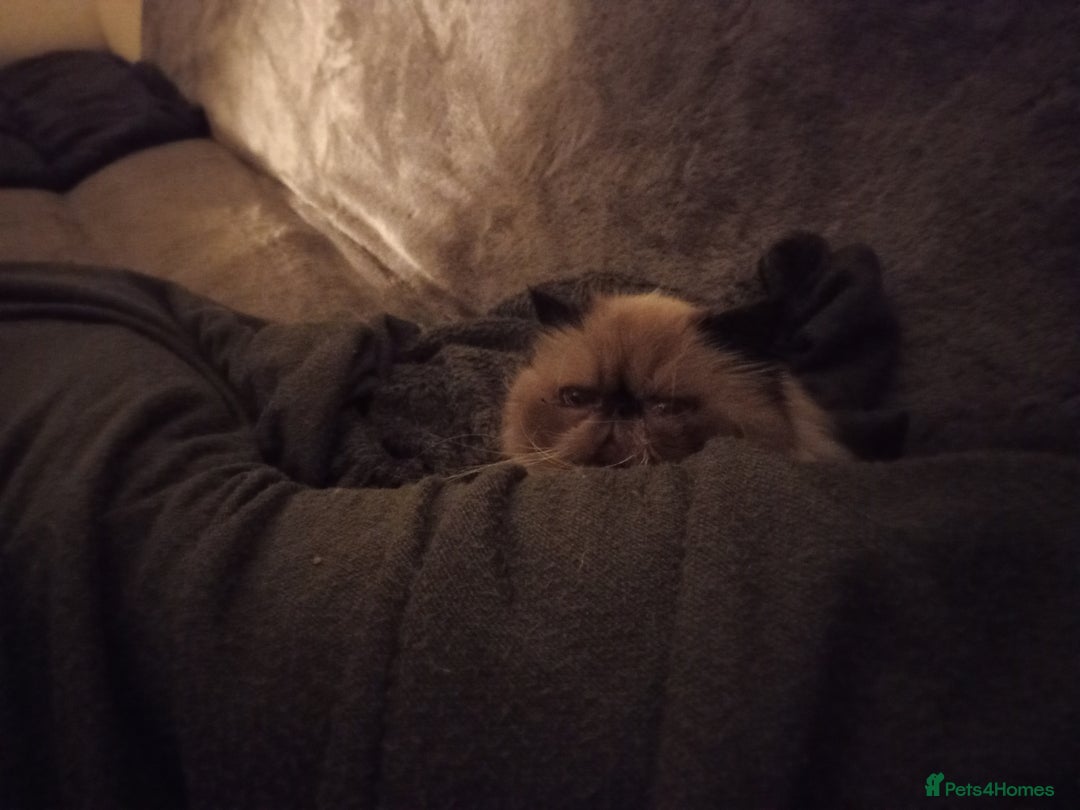 Persian cats for sale: Persian girl need rehoming  - Image 2