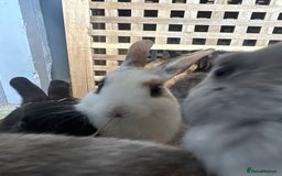 Mixed Breed rabbits for sale: Baby Rabbits  - Image 7