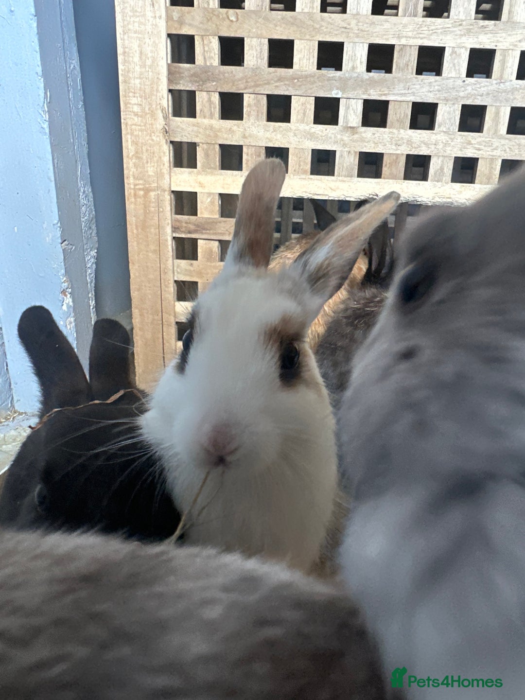 Mixed Breed rabbits for sale: Baby Rabbits  - Image 7