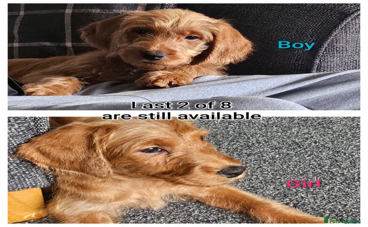Labradoodle dogs - Advert 4