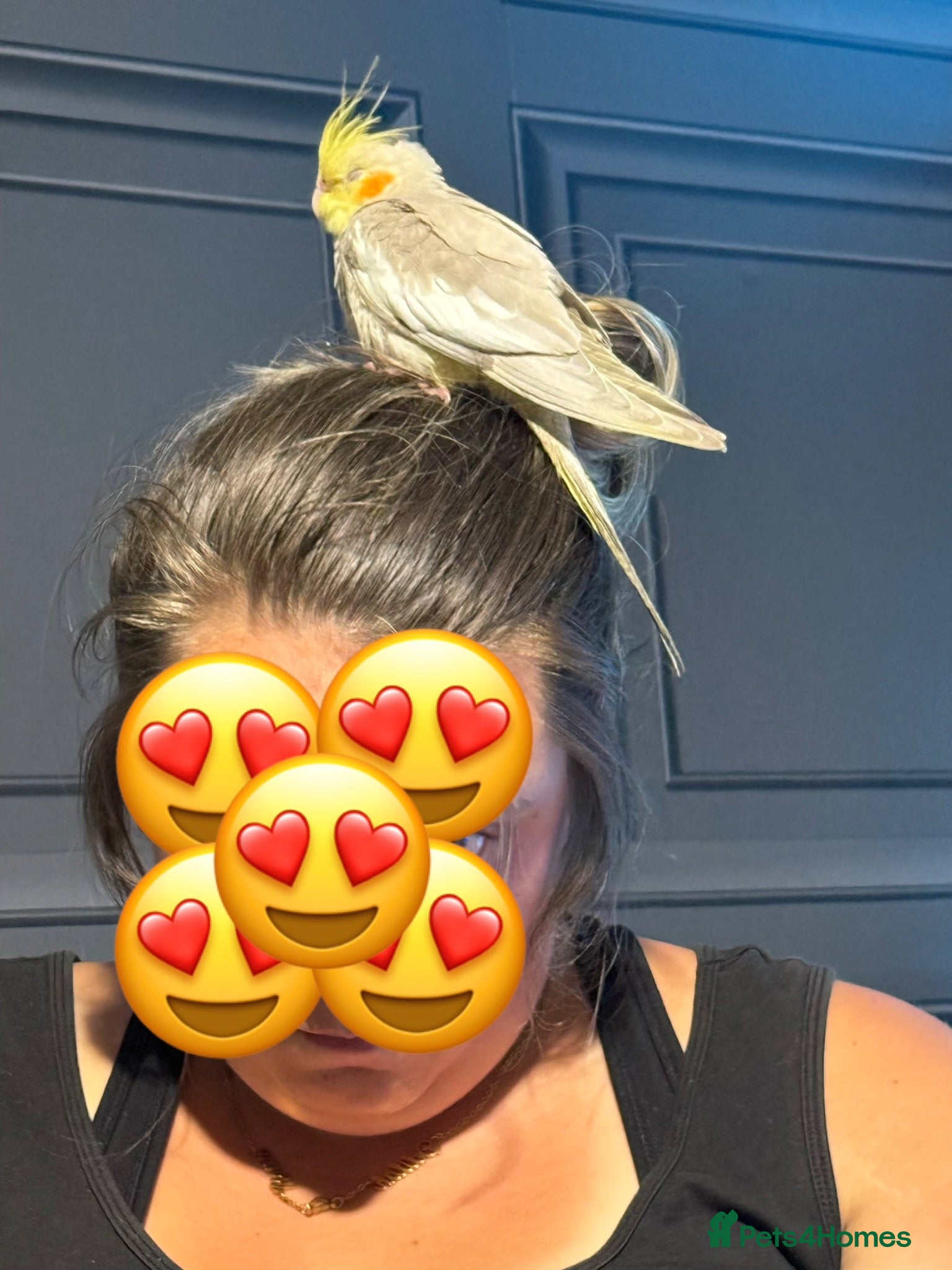 Cockatiels birds Tame Young Baby Pied Cockatiel - Advert 1