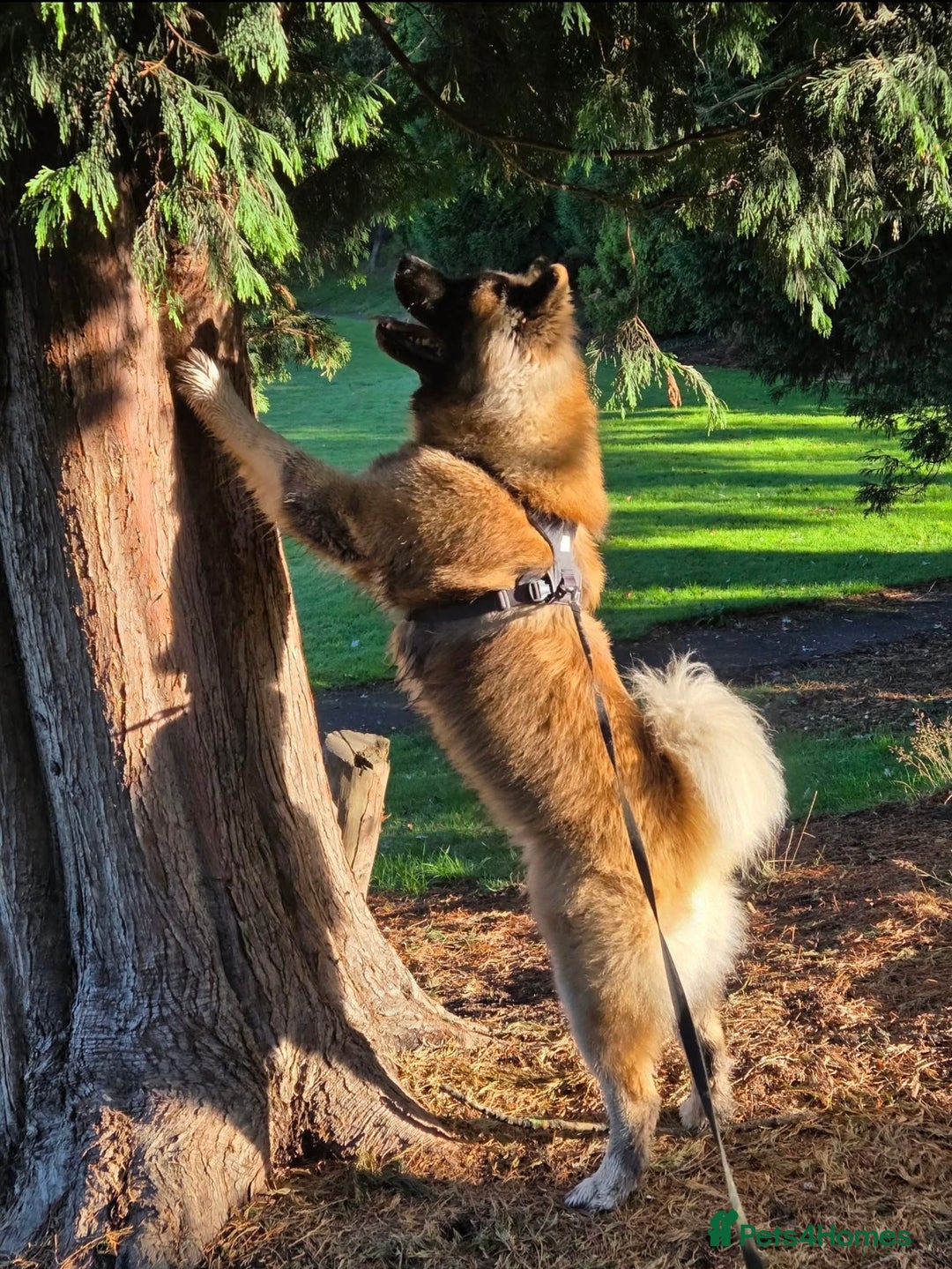 Akita dogs for sale: Akita puppies for sale  - Advert 7