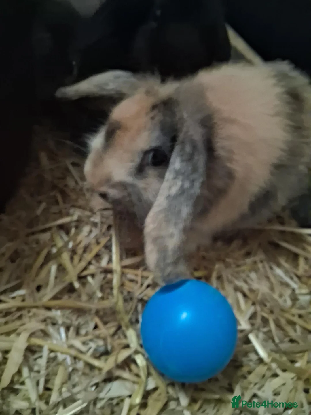 Mini Lion Lop rabbits for sale: Mini lop x lion heads - Advert 23