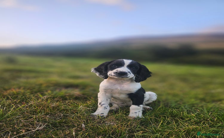 English Springer Spaniel dogs - Advert 4