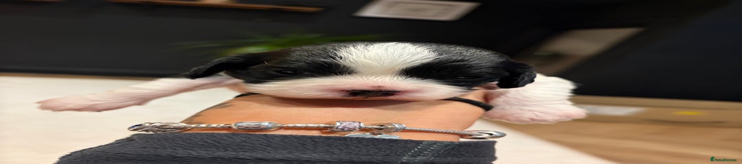 🖤🤎🤍 Our Stunning Tri-Coloured Girl 🤍🤎🖤