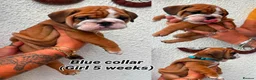 English Bulldog dogs for stud: KC health tested standard red male  - Advert 14