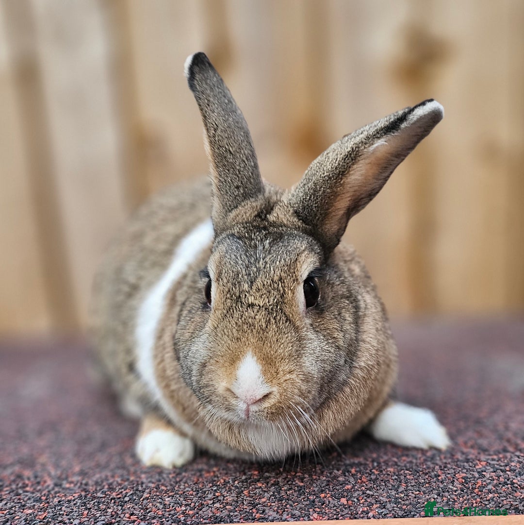 Dutch rabbits for sale: Dutch Does - Advert 2