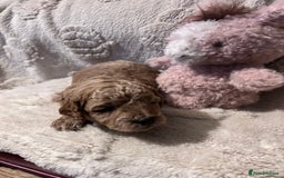 Cockapoo dogs for sale: Toy cockapoo puppies 3 boys 2 girls fox red  - Image 8