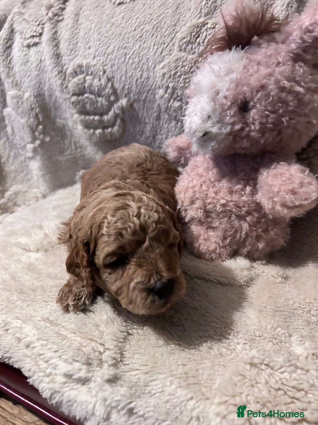 Cockapoo dogs for sale: Toy cockapoo puppies 3 boys 2 girls fox red  - Image 8