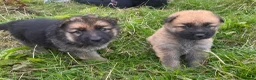 German Shepherd dogs for sale: German shepherd pups - Advert 7