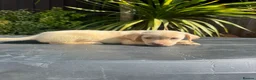 Labrador Retriever dogs for sale: ghost’s beautiful dozen - Advert 26