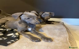 Whippet dogs for sale: 4 left, KC registered blue whippet puppies  - Image 16