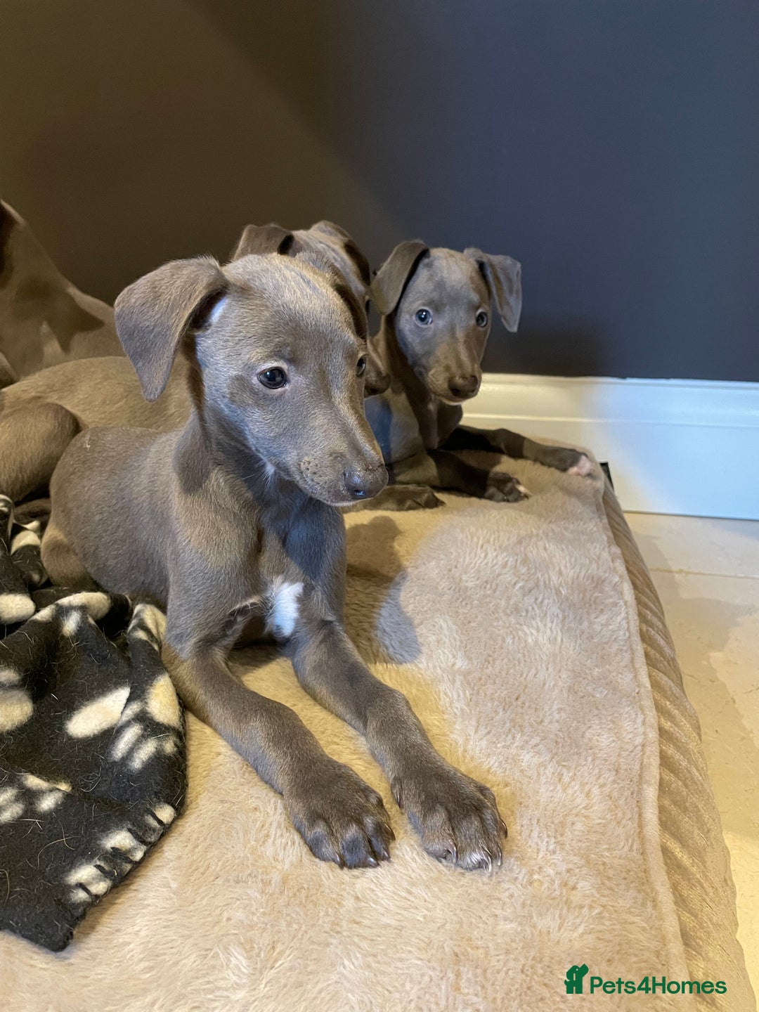 Whippet dogs for sale: 4 left, KC registered blue whippet puppies  - Image 16