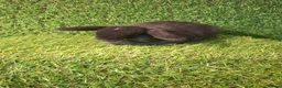 Mini Lop rabbits for sale: MINI LOPS - Advert 10