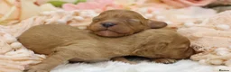Cavapoo dogs for sale: Heath Tested Cavapoos - Advert 3