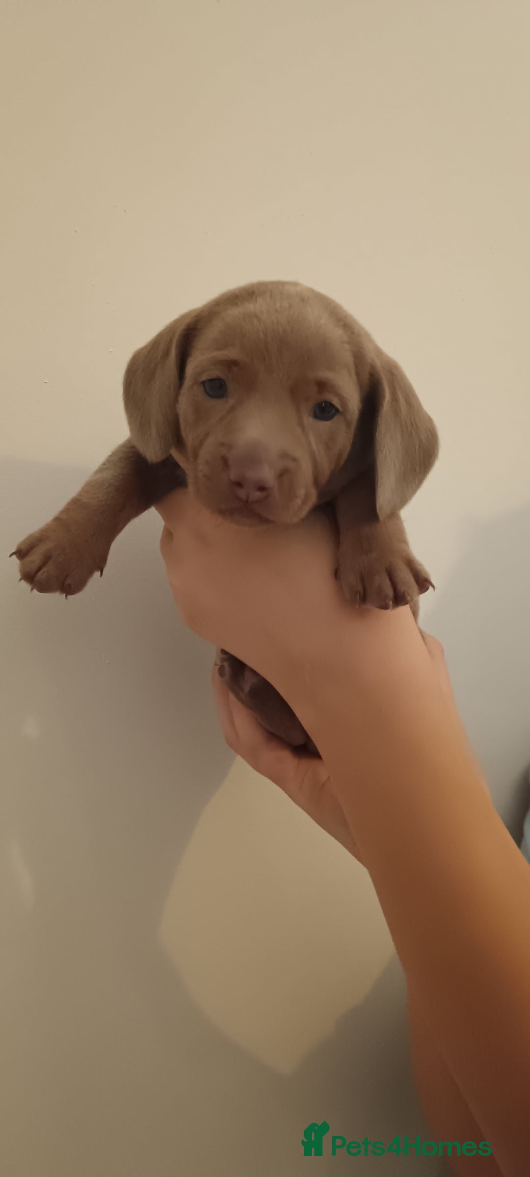 Miniature Dachshund dogs for sale: Stunning Minature Dachshund litter - Image 3