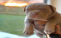 American Bully dogs for stud: American bully ready to be studded  - Image 5