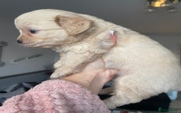 Mixed Breed dogs for sale: Puppies for sale - Image 12