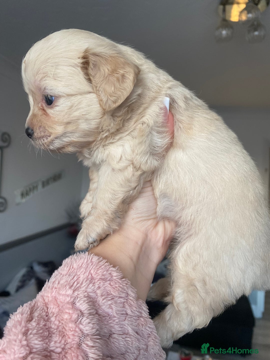 Mixed Breed dogs for sale: Puppies for sale - Image 12