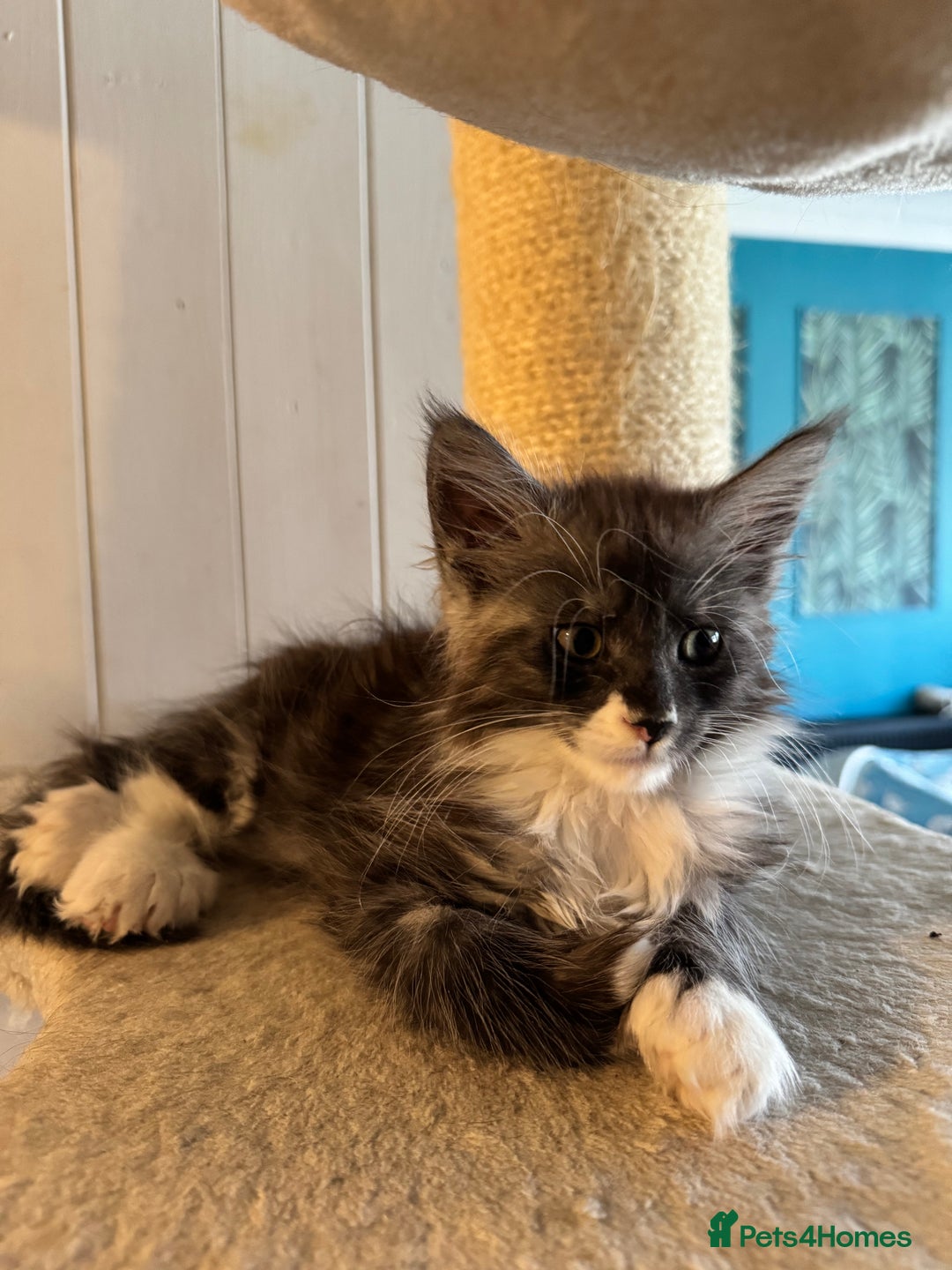 Maine Coon cats for sale: Maine coon TICA reg polydactyl boy black smoke  - Advert 4