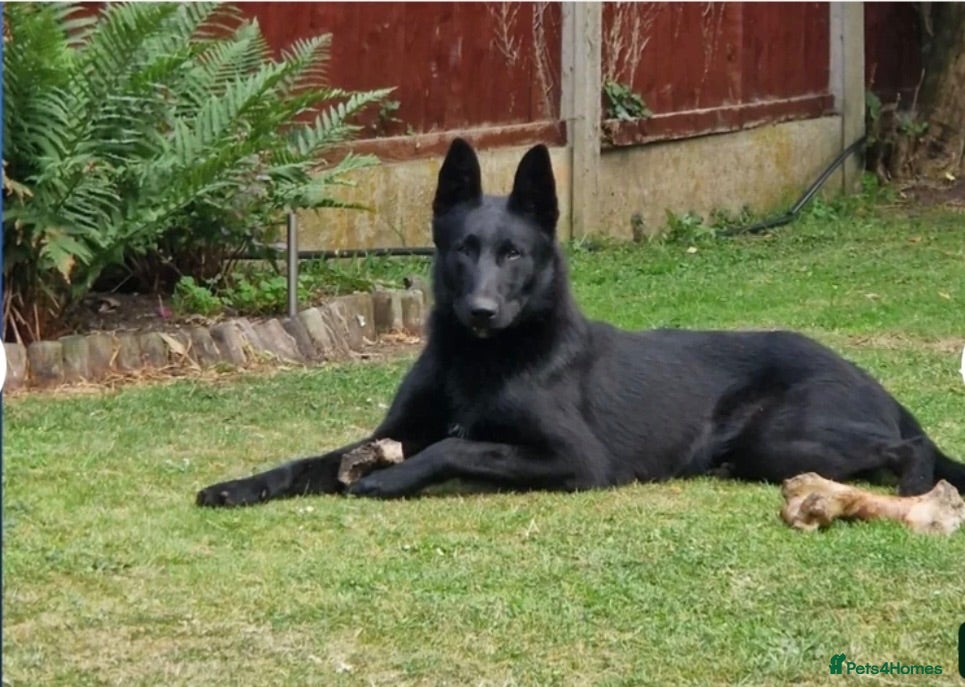 Belgian Shepherd Dog dogs "READY TO LEAVE" - Advert 2