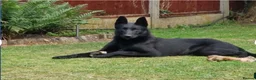 Belgian Shepherd Dog dogs for sale: "READY TO LEAVE" - Advert 2