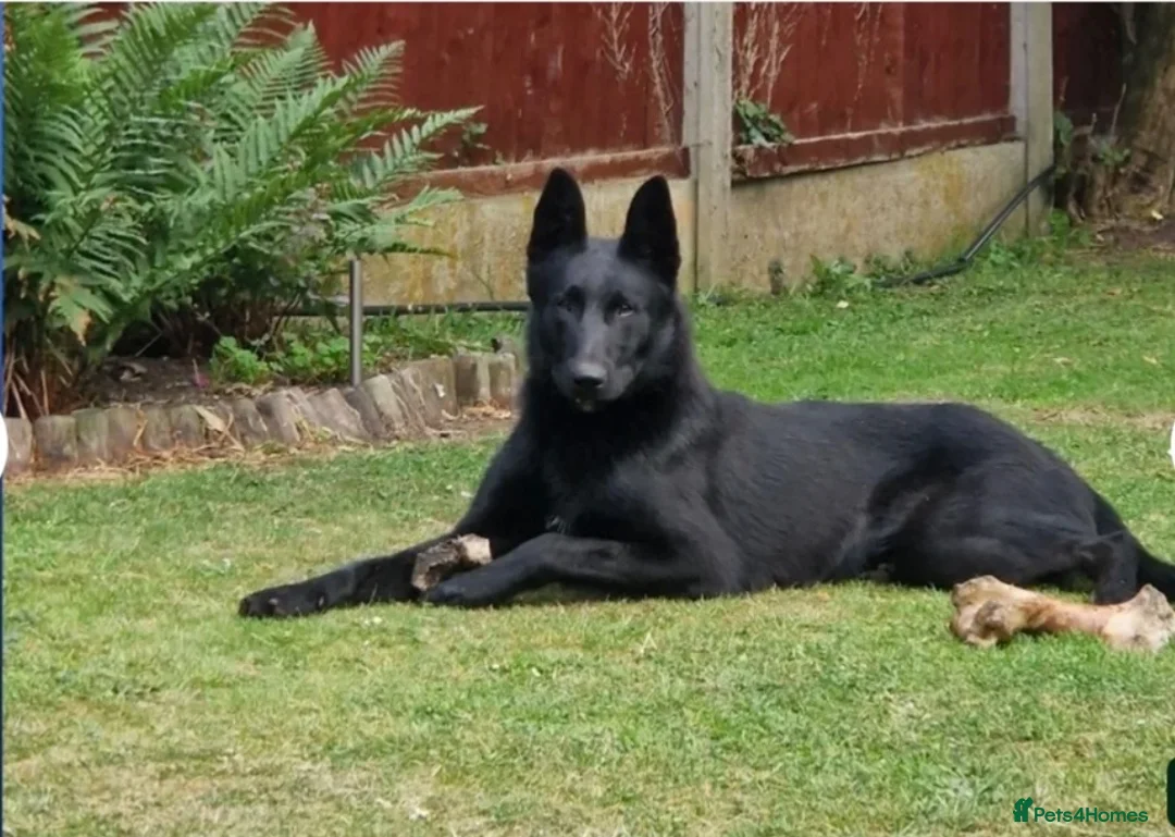 Belgian Shepherd Dog dogs for sale: "READY TO LEAVE" - Advert 2