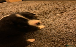 Border Collie dogs for sale: Beautiful Tri-colour border collies - Image 17