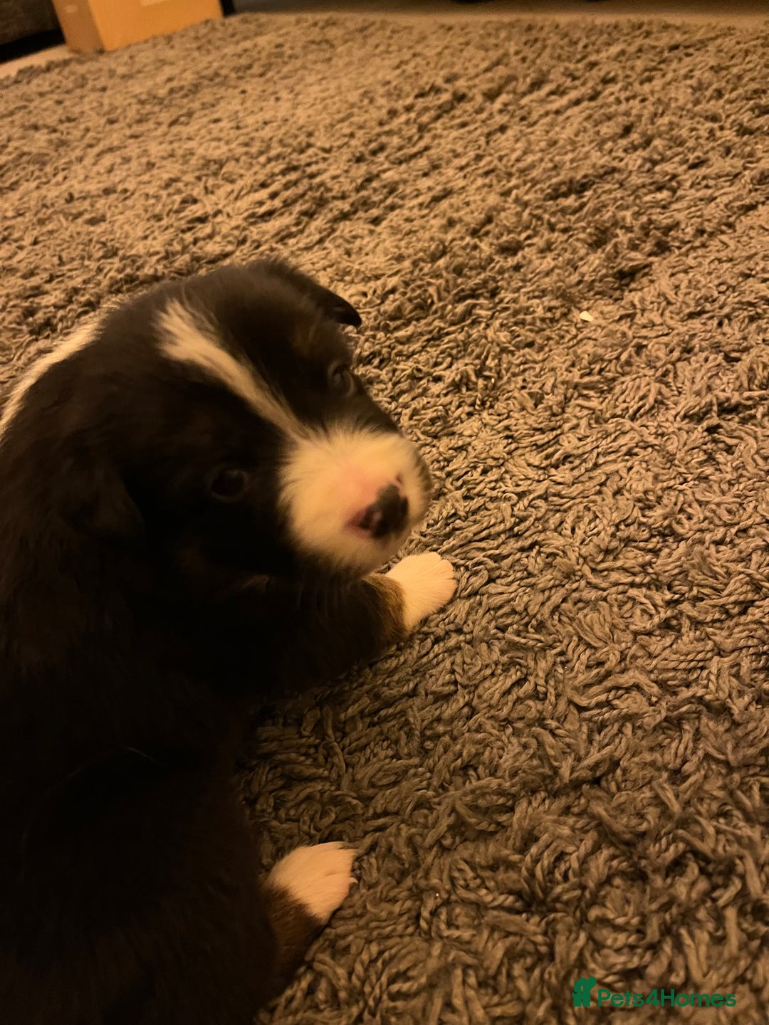 Border Collie dogs for sale: Beautiful Tri-colour border collies - Image 17