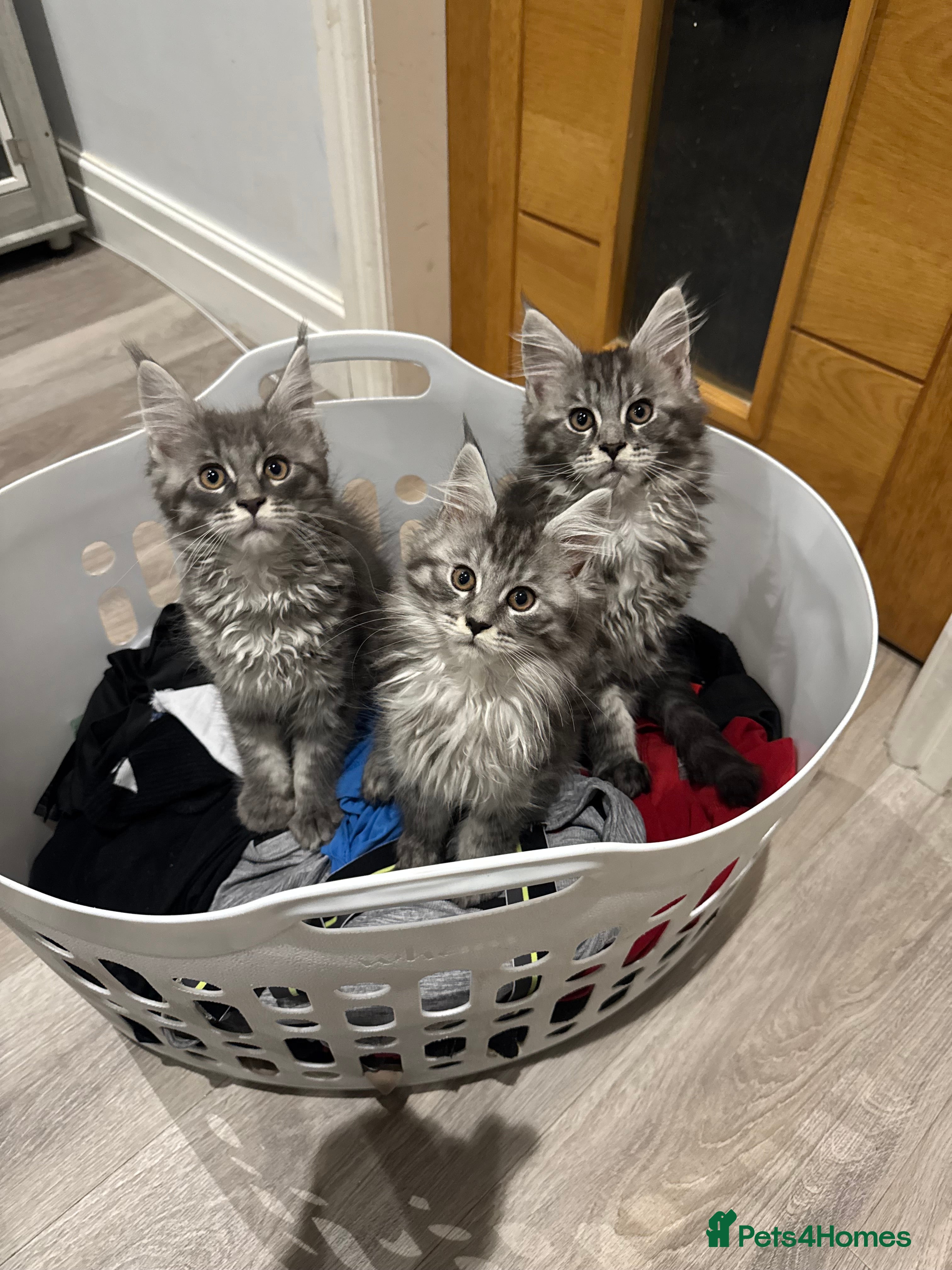 Maine Coon cats  TICA Maine Coon Kittens Ready now!   - Advert 3