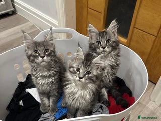 Maine Coon cats TICA Maine Coon Kittens Ready now! - Advert 5
