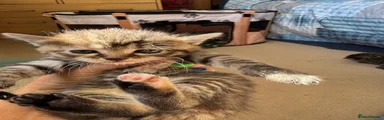 Ragdoll 2