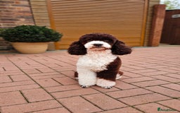 Goldendoodle dogs for stud: FULLY HEALTH TESTED! MOYEN POODLE STUD! in Kettering - Image 15