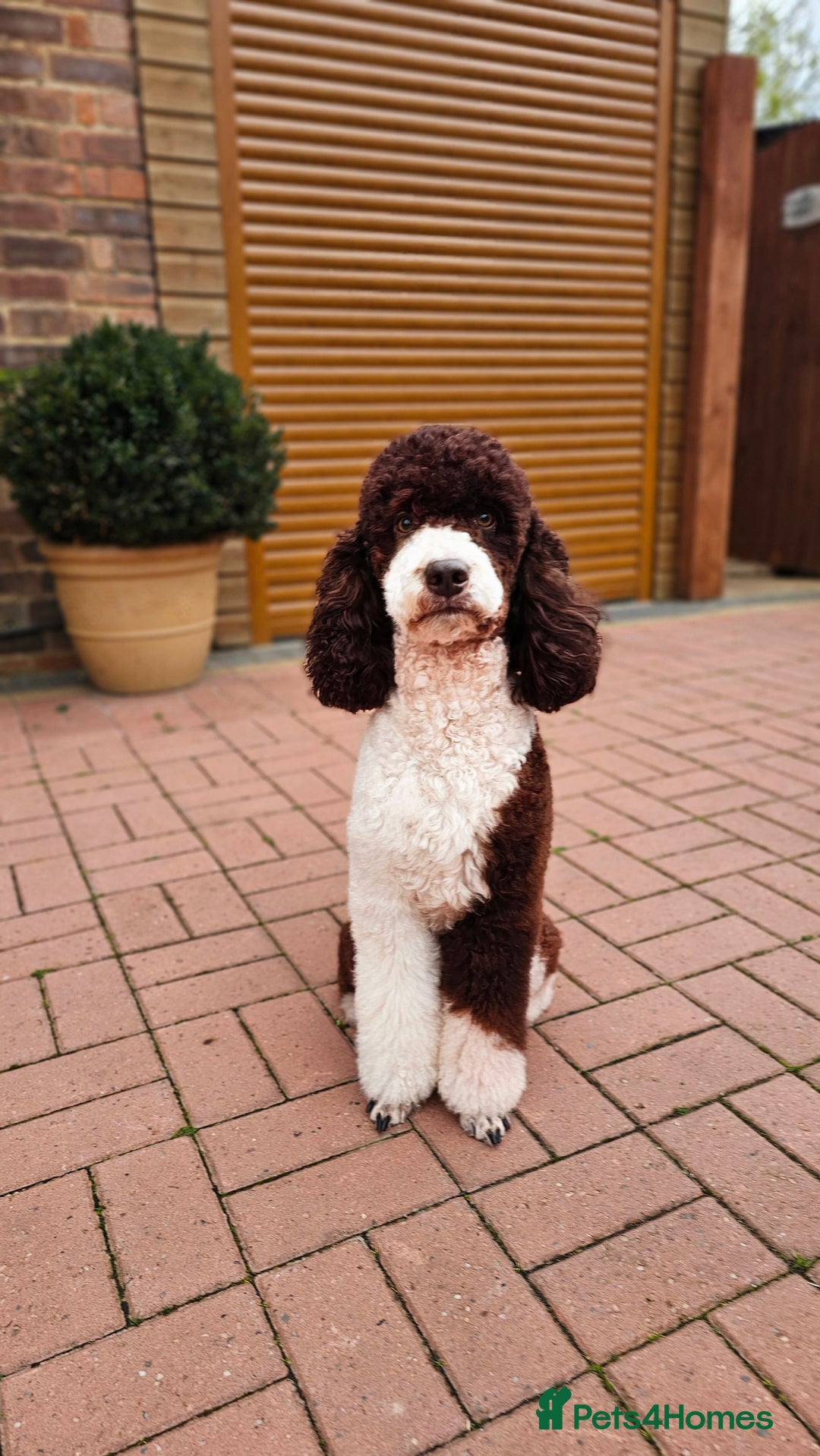 Goldendoodle dogs for stud: FULLY HEALTH TESTED! MOYEN POODLE STUD! in Kettering - Image 15