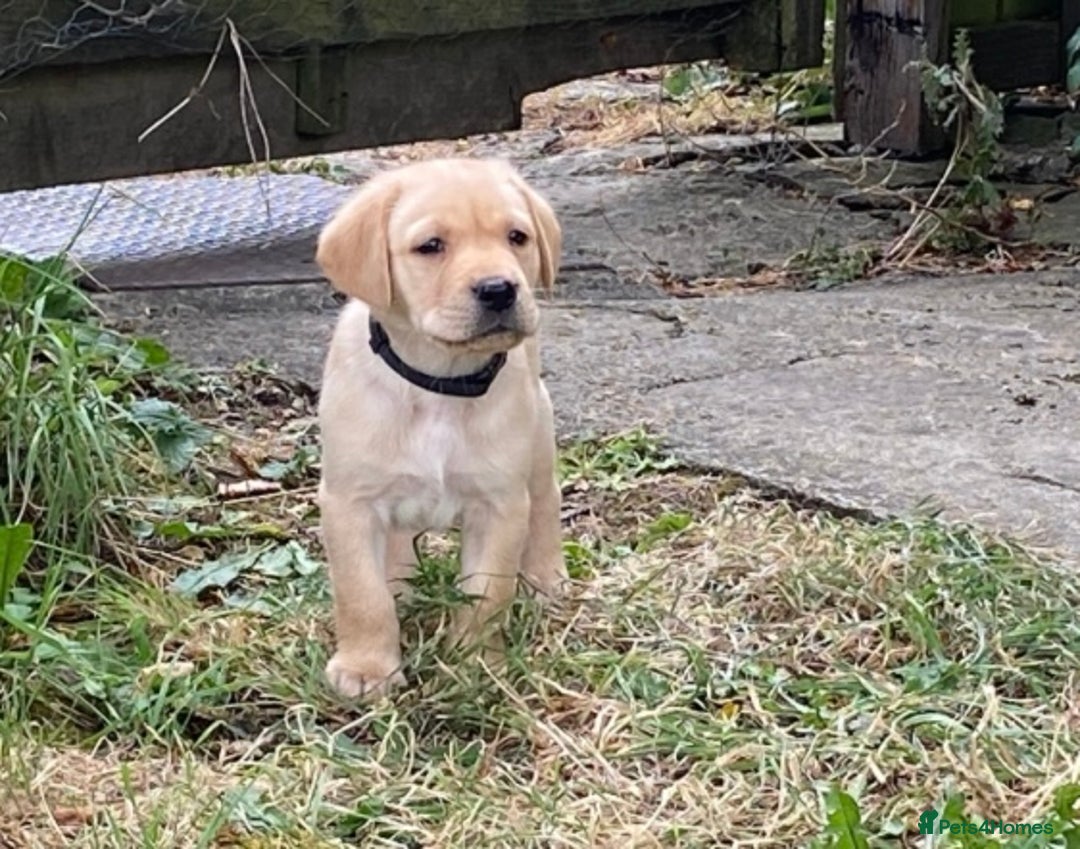 Labrador Retriever dogs for sale: Gorgeous Labrador puppies for sale - Image 23