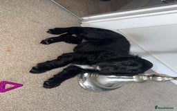 Cocker Spaniel dogs for sale: Cocker READY NOW 14 weeks old not 5 months.  in Sittingbourne - Image 5