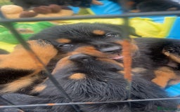 Mixed Breed dogs for sale: Rottweiler x German Shepherd pups ready to go  - Image 8