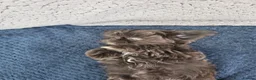 Shih Tzu dogs for sale: Shihtzu pups Beautiful colours & imperial sizes 🐾 - Advert 11