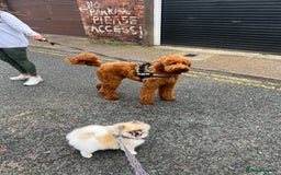 Pomeranian dogs for sale: Cecil the Pomeranian - Image 4