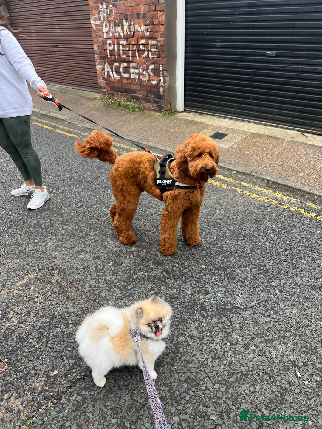 Pomeranian dogs for sale: Cecil the Pomeranian - Image 4