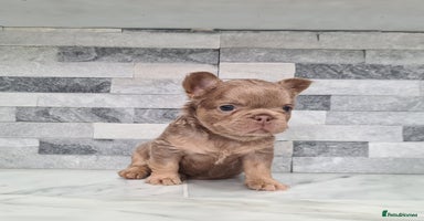 French Bulldog dogs - Advert 13