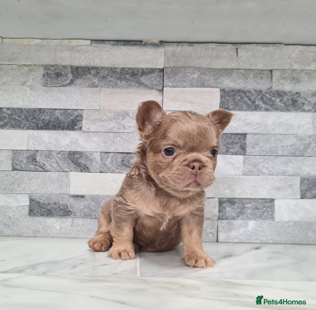 French Bulldog dogs for sale: Beautiful fluffy french bulldog puppies - Image 2