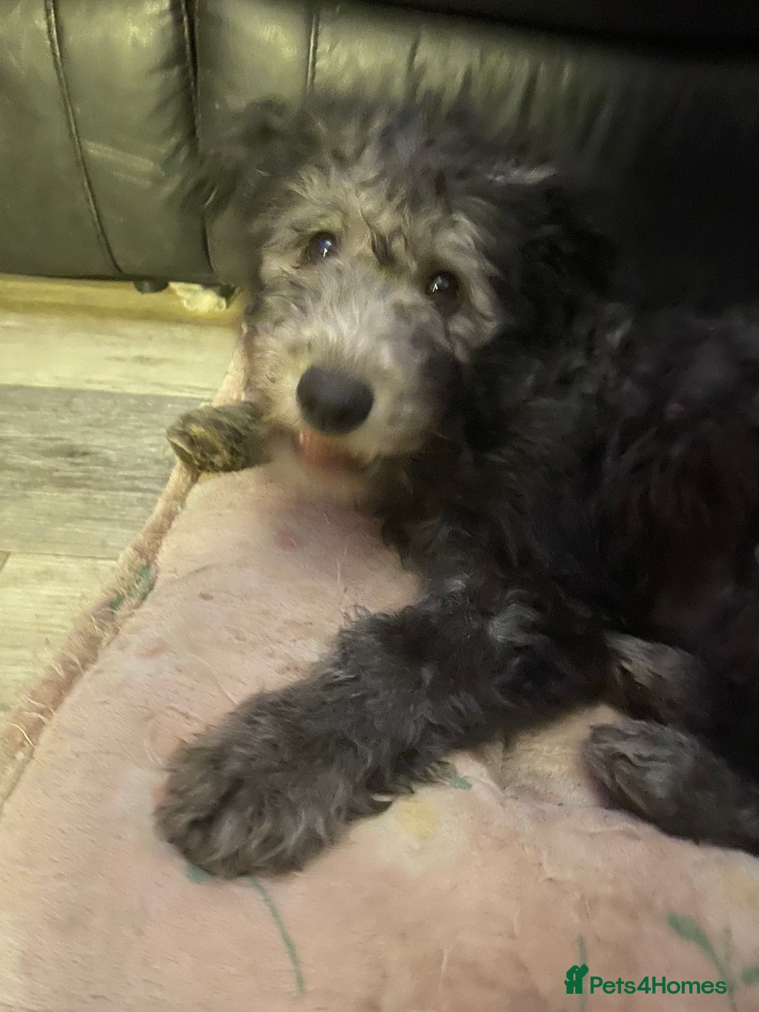 Hungarian Pumi dogs for sale: Rare Breed  - Advert 26