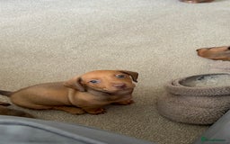Miniature Dachshund dogs for sale: 5 miniature dachshund puppies  - Image 32