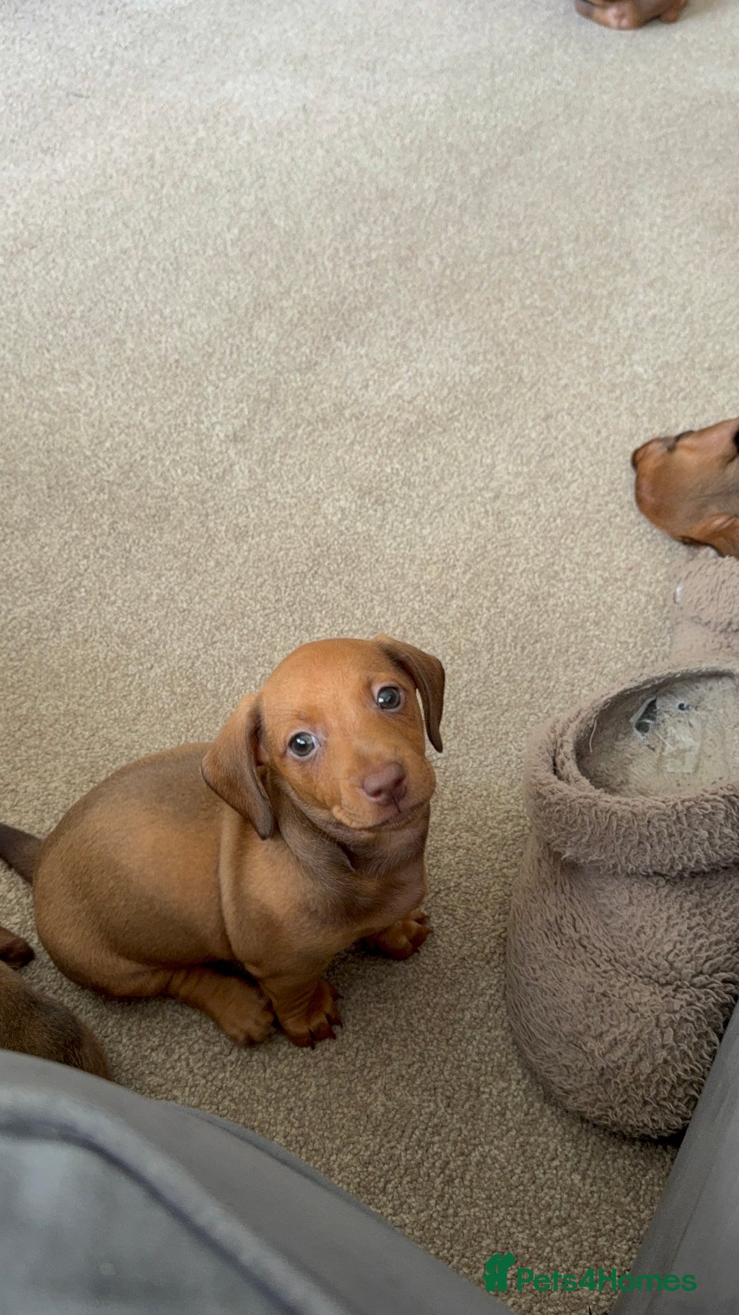 Miniature Dachshund dogs for sale: 5 miniature dachshund puppies  - Image 32