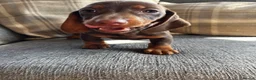 Dachshund dogs for sale: Dachshund puppies  in Tonypandy - Advert 5